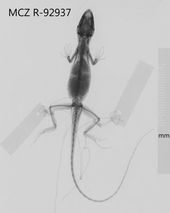 Media type: image;   Herpetology R-92937 Aspect: dorsoventral x-ray